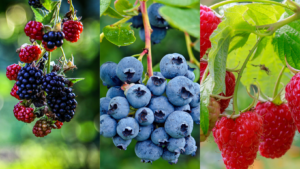Close-up of ripe blackberries, blueberries, and raspberries hanging on their respective branches, showcasing vibrant colors and fresh green leaves.