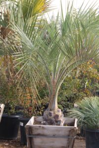 A beautiful Pindo Palm (Butia capitata) with graceful, arching fronds planted in a wooden planter, surrounded by lush greenery in a nursery setting.