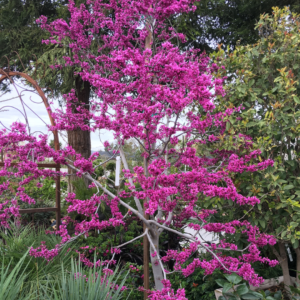 Vibrant Oklahoma Redbud tree in full bloom with bright pink flowers at Green Hills Nursery.