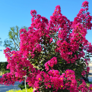 Bright pink Crepe Myrtle tree in full bloom under a clear blue sky at Green Hills Nursery.