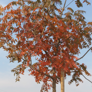 Beautiful Chinese Pistache tree showcasing vibrant red and orange fall foliage at Green Hills Nursery.
