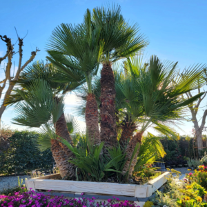 A stunning Mediterranean Fan Palm (Chamaerops humilis) with multiple trunks and lush green fan-shaped fronds, thriving in a raised wooden planter surrounded by colorful flowers under a clear blue sky.