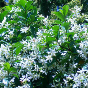 Star Jasmine vine with glossy green leaves and clusters of delicate, white, star-shaped flowers, thriving under the sunlight and creating a lush, fragrant display.