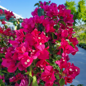 Bright magenta Bougainvillea flowers with vibrant green leaves climbing around a support, glowing under a clear blue sky.