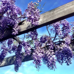 Lavender-purple Wisteria blooms cascading from a wooden pergola against a bright blue sky, showcasing their elegant and fragrant clusters.