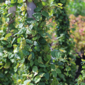 Lush green Creeping Fig vines climbing a wooden post, showcasing their small, glossy leaves in a garden setting.