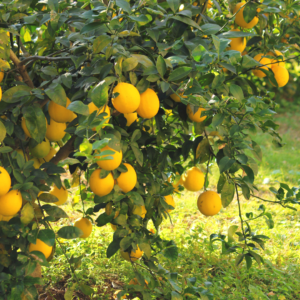 A vibrant lemon tree with abundant ripe yellow lemons hanging among glossy green leaves, bathed in soft sunlight.