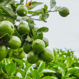 A lush lime tree with clusters of fresh green limes hanging from branches surrounded by vibrant green leaves.