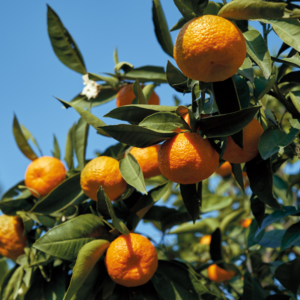 A vibrant mandarin tree with ripe, orange mandarins hanging among glossy green leaves against a clear blue sky.