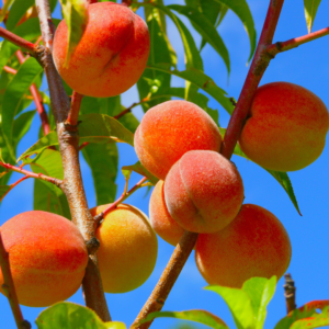A peach tree with ripe, fuzzy peaches hanging from branches surrounded by vibrant green leaves against a bright blue sky.