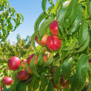 Nectarine tree with ripe, red nectarines hanging among lush green leaves against a clear blue sky.