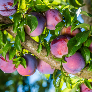 Plum tree branch laden with ripe, purple plums surrounded by vibrant green leaves under a clear blue sky.
