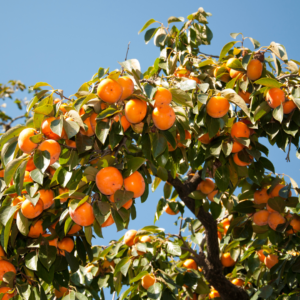 Persimmon tree filled with ripe, orange persimmons hanging among lush green leaves under a bright blue sky.