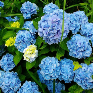 Clusters of lush blue and pale purple hydrangea blooms surrounded by rich green foliage, creating a serene and vibrant garden display.