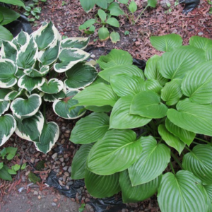 Vibrant green Hosta plants with large, textured leaves alongside variegated Hosta foliage featuring striking white edges.
