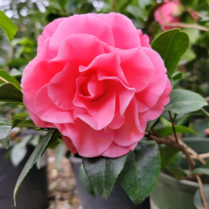 A vibrant pink Camellia japonica bloom with lush, layered petals, surrounded by deep green glossy leaves.