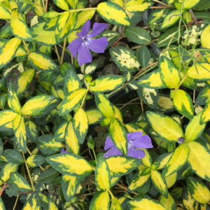 Bright variegated yellow and green Vinca minor foliage with delicate purple flowers adding a pop of color among the leaves.
