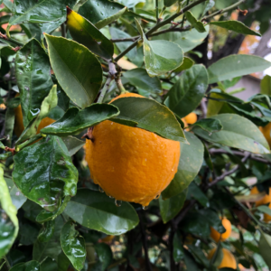 A ripe, vibrant orange hanging among lush, glossy green leaves with droplets of water after a fresh rain.