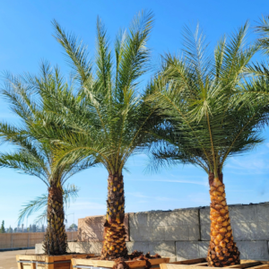 Three majestic Date Palms (Phoenix dactylifera) planted in large wooden planters, set against a clear blue sky and sturdy stone wall in a nursery environment.