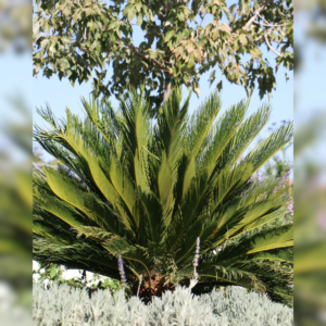 Lush Sago Palm (Cycas revoluta) with vibrant green fronds radiating in a circular pattern, set in a landscaped garden with surrounding plants and a tree in the background.