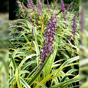 Purple Liriope flower spikes rising among vibrant green and yellow variegated foliage, showcasing their striking contrast in a lush garden setting.