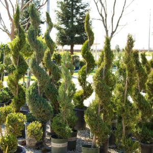 Several spiral topiary trees arranged in rows at a nursery, highlighting their carefully sculpted shapes and lush green foliage under a bright sky.