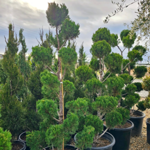 A collection of sculpted bonsai-style pine trees in black pots, showcasing lush green foliage and artistic branching at a nursery under a cloudy sky.