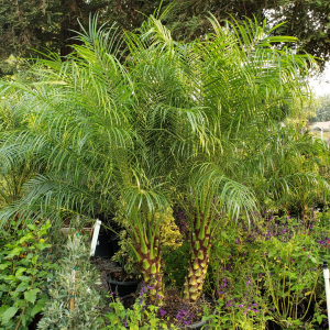 Lush Pygmy Date Palm (Phoenix roebelenii) with delicate, arching fronds growing in a nursery surrounded by vibrant purple flowering plants and dense greenery.