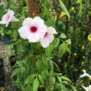 Delicate light pink Bower Vine flowers with deep magenta centers, climbing on a wooden support surrounded by lush green foliage.