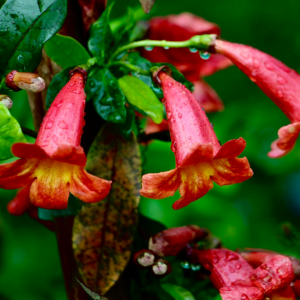 Vibrant red-orange Tangerine Beauty Crossvine blooms with yellow centers, covered in dew and surrounded by lush green leaves.