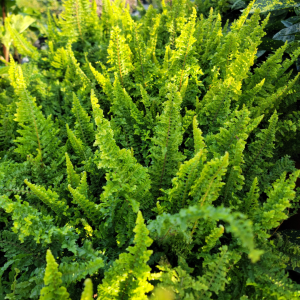 Bright green ferns with lush, feathery fronds basking in dappled sunlight, creating a dense and vibrant texture.