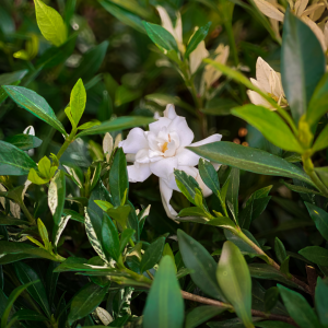 A delicate white Gardenia flower in full bloom, nestled among glossy green leaves with hints of variegation.